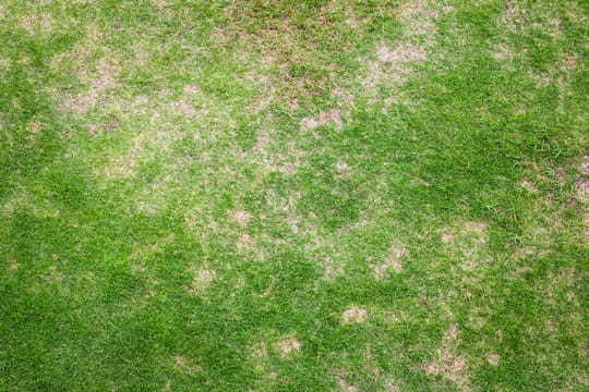 Les pelouses en mauvais état reprennent vie en 10 jours seulement avec cette méthode facile