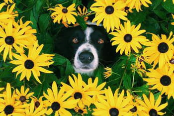 Retrouvez le chien Momo
