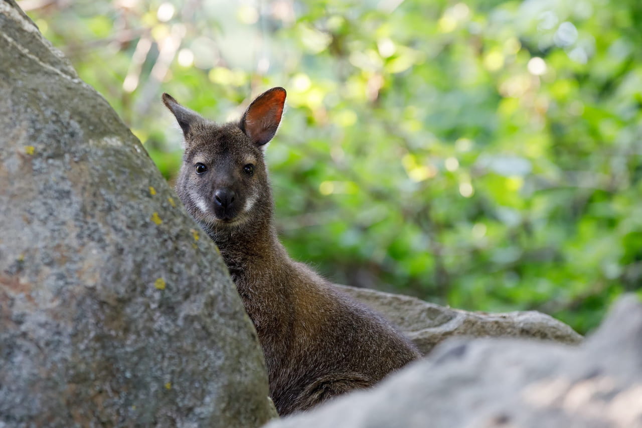 Lorraine. Un wallaby placé en "garde à vue" après avoir obligé la police à faire des "acrobaties"