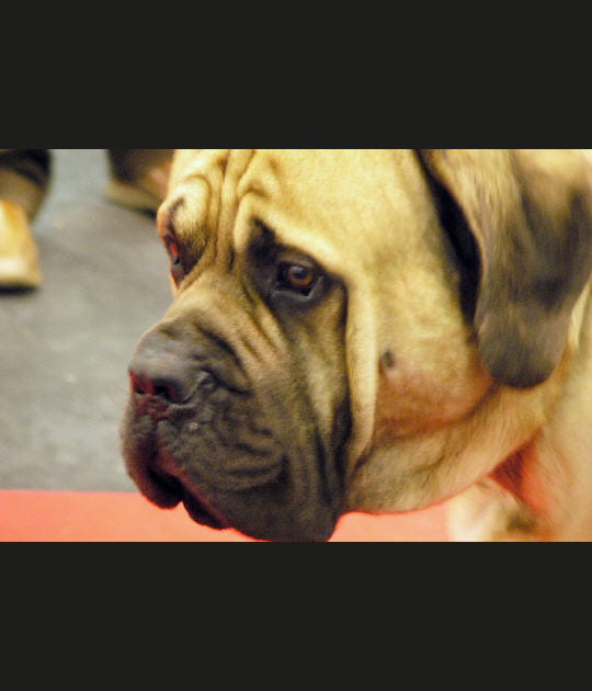 Mastiff