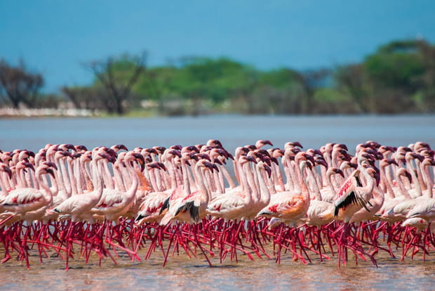 Le parc national du lac Nakuru au Kenya