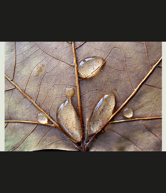 Feuille de platane