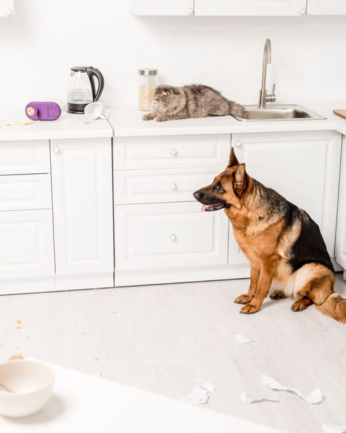 Pourquoi ne faut-il pas cuisiner en pr&eacute;sence des animaux de compagnie&nbsp;?