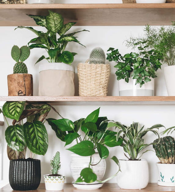 Ranger les plantes d'int&eacute;rieur