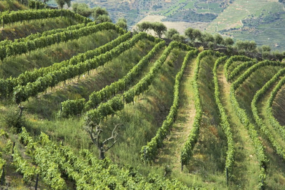 Le Haut-Douro et ses vignes