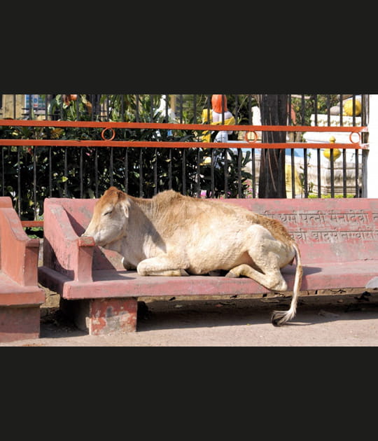 Le repos de la vache sacr&eacute;