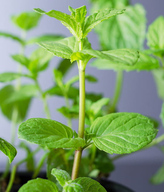 Enlever une odeur d'oignon avec de la menthe