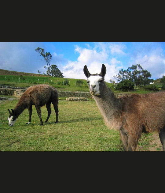 Quand lama &eacute;nerv&eacute;...