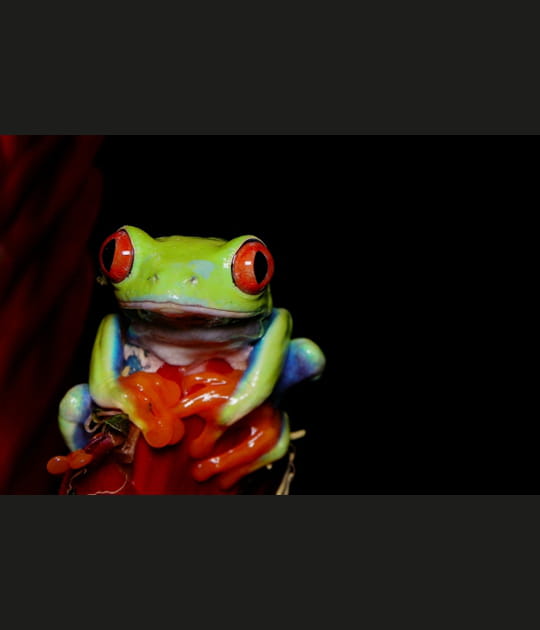 Agalychnis callidryas