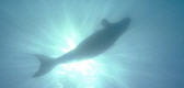 dugong1