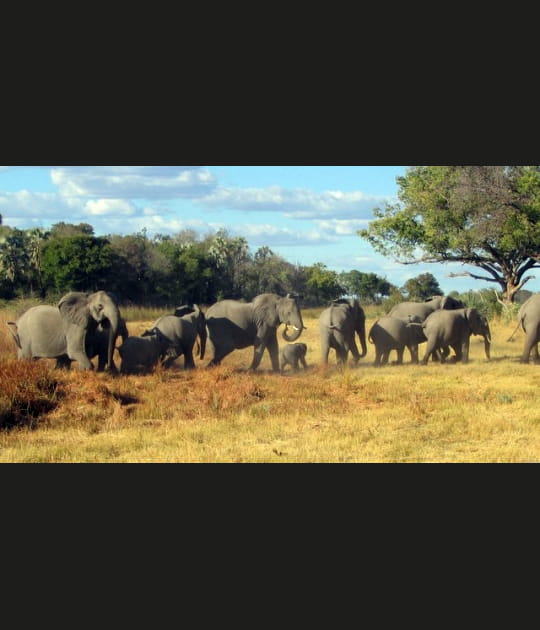 El&eacute;phants &agrave; Chitabe
