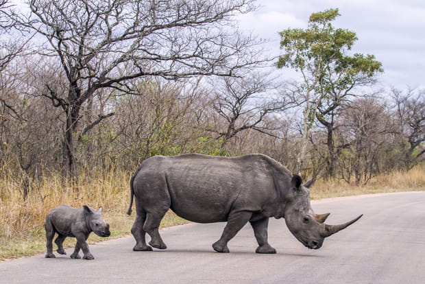 Maman et bébé rhinocéros blancs