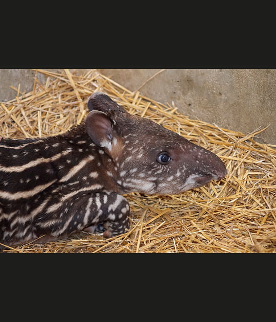 La petite soeur du tapir