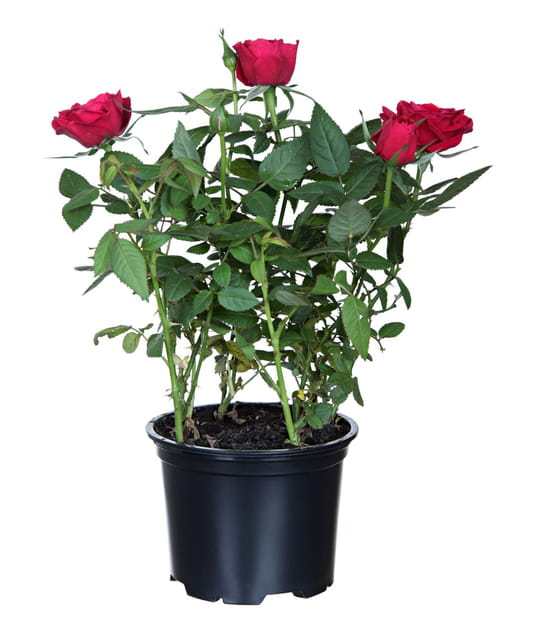 Planter les rosiers et mettre en terre les bulbes de fleurs