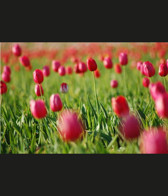 Tulipes de Carqueiranne