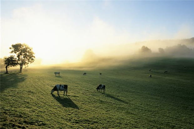 Prairie dans la brume