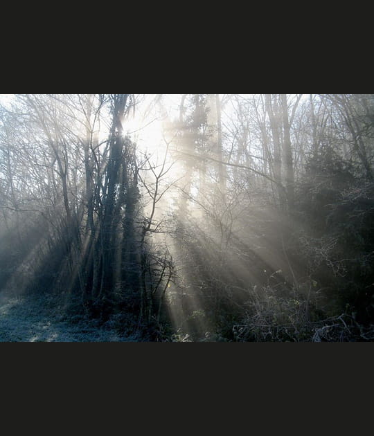 Brume hivernale