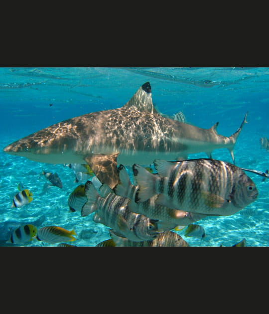Requin &agrave; pointe noire en Polyn&eacute;sie