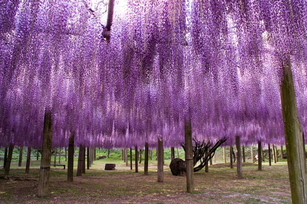 Le jardin botanique de Kawachi Fuji