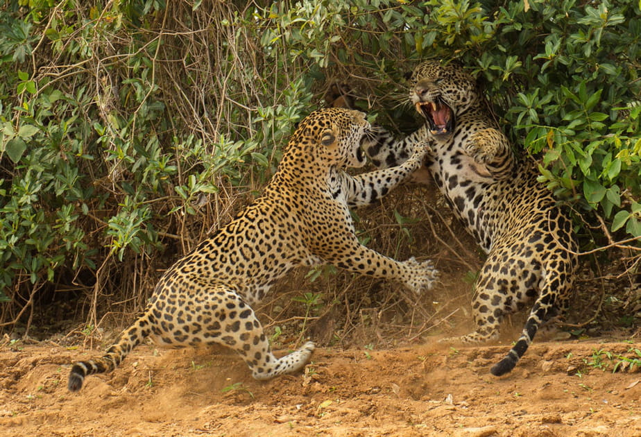 Prise de bec au Br&eacute;sil