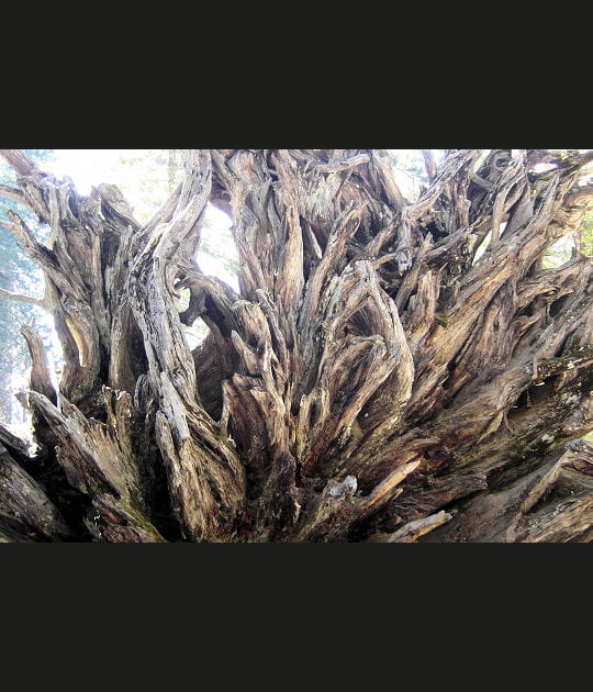 Racines d'un sequoia g&eacute;ant