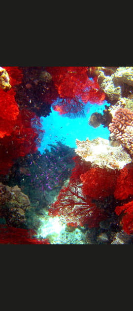 Le cocon des gorgones rouges