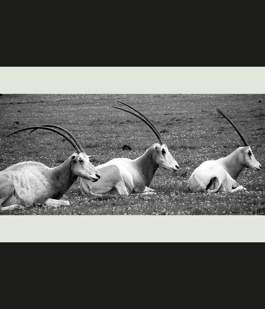 Oryx