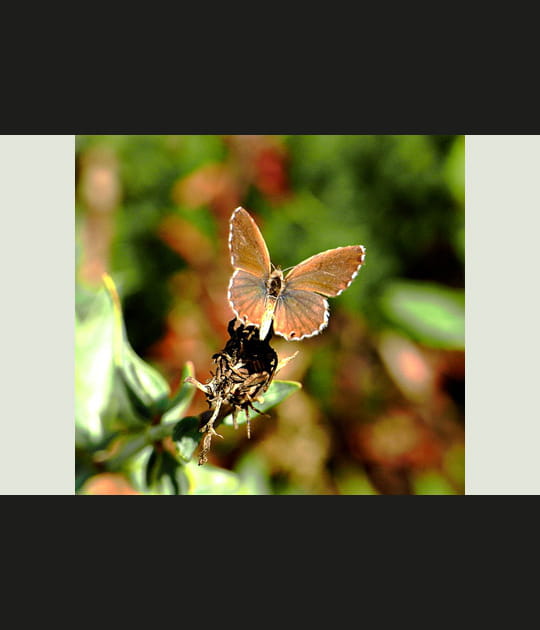 Papillon