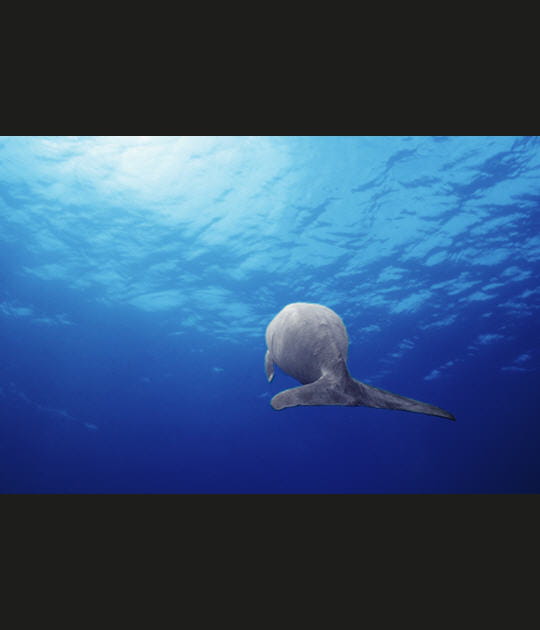 Une baleine...&nbsp;?