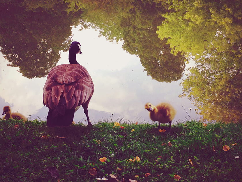 2e prix de la cat&eacute;gorie Animaux&nbsp;: la&nbsp;curiosit&eacute;,&nbsp;un&nbsp;&quot;joli&quot;&nbsp;d&eacute;faut