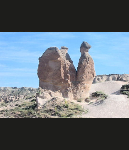 Le chameau