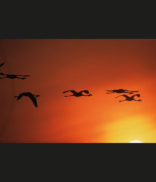 Le cr&eacute;puscule des flamants