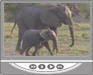 video elephants