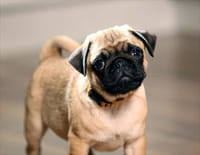 Chacun cherche son chien : Faire le bon choix