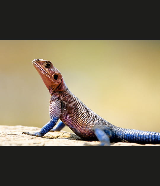 L&eacute;zard de Tanzanie