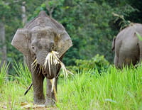 Les plus beaux parcs nationaux d'Asie : Les éléphants sauvages de Bornéo