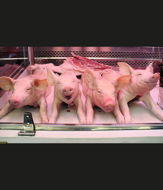 Un peu effrayantes ces t&ecirc;tes de cochons&nbsp;!