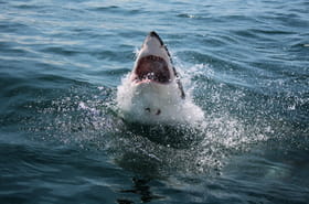 Voici ce que font les experts pour &eacute;viter une attaque de requins, beaucoup de baigneurs l'ignorent