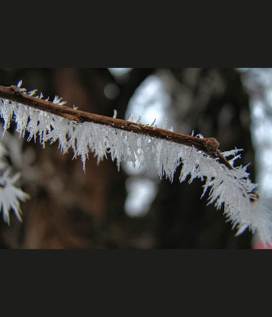 Epines de glace