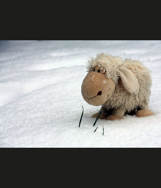Doudou dans la neige