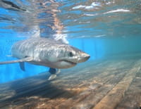 Shark Men : Alerte à Malibu