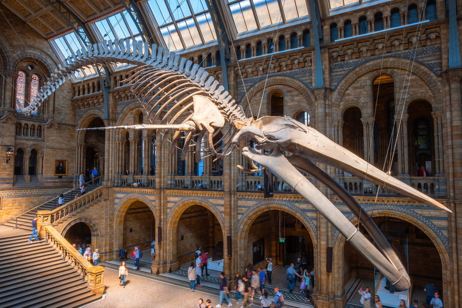 Le Natural History Museum, Londres