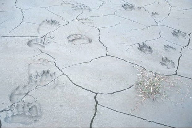 Traces d'ours et de loups