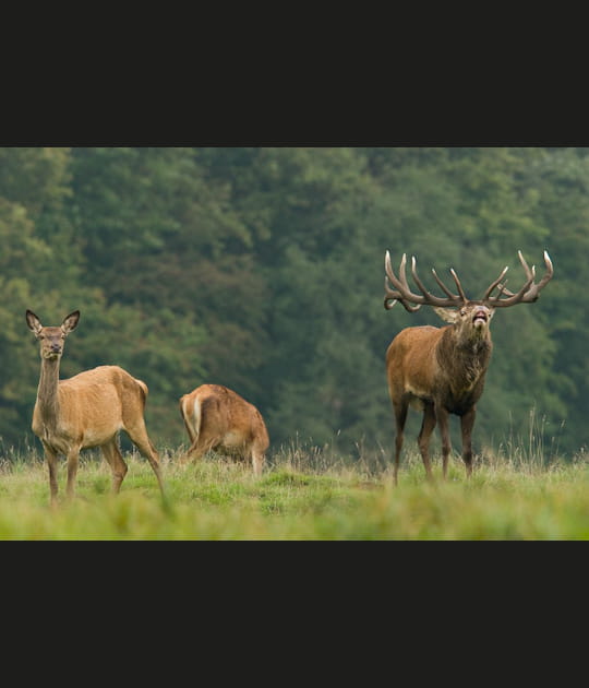 Ce cerf est en train de faire &quot;fleming&quot;
