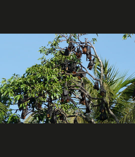 D'&eacute;tranges d&eacute;corations d'arbres au Sri Lanka