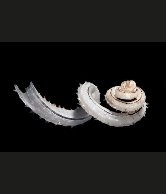 Coquillage Siliquaria anguina