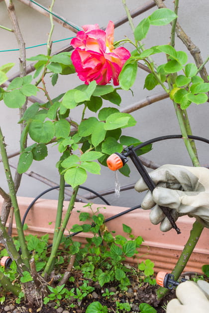 Opter pour l'arrosage goutte-&agrave;-goutte