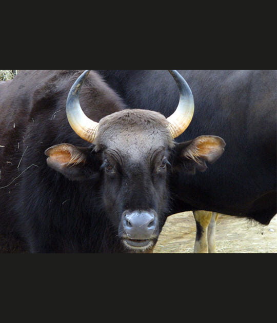 Le gaur