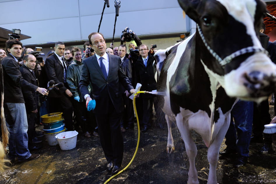 Fran&ccedil;ois Hollande prend soin des vaches