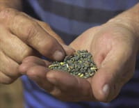 Lentilles, retour vers l'aliment du futur